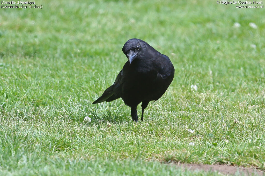 American Crow