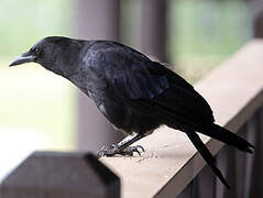 American Crow