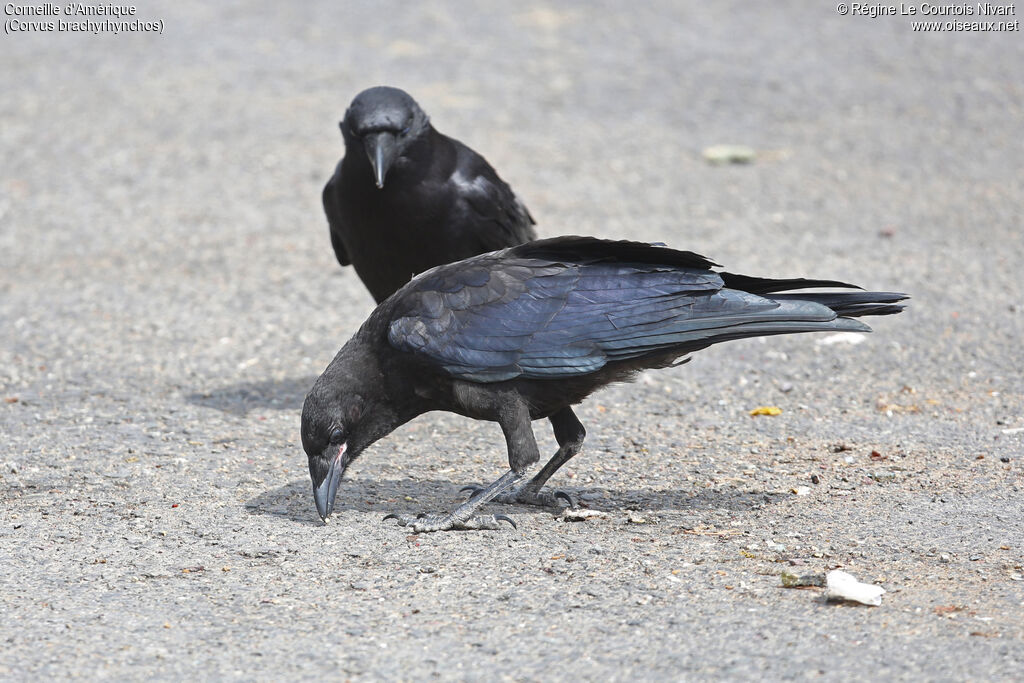 American Crow