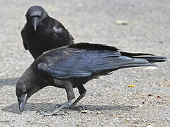 American Crow