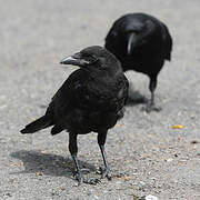 American Crow