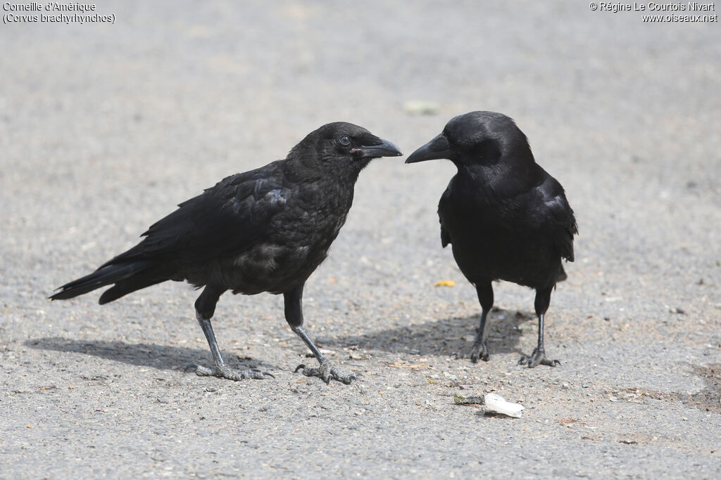 American Crow