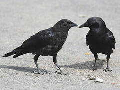 American Crow