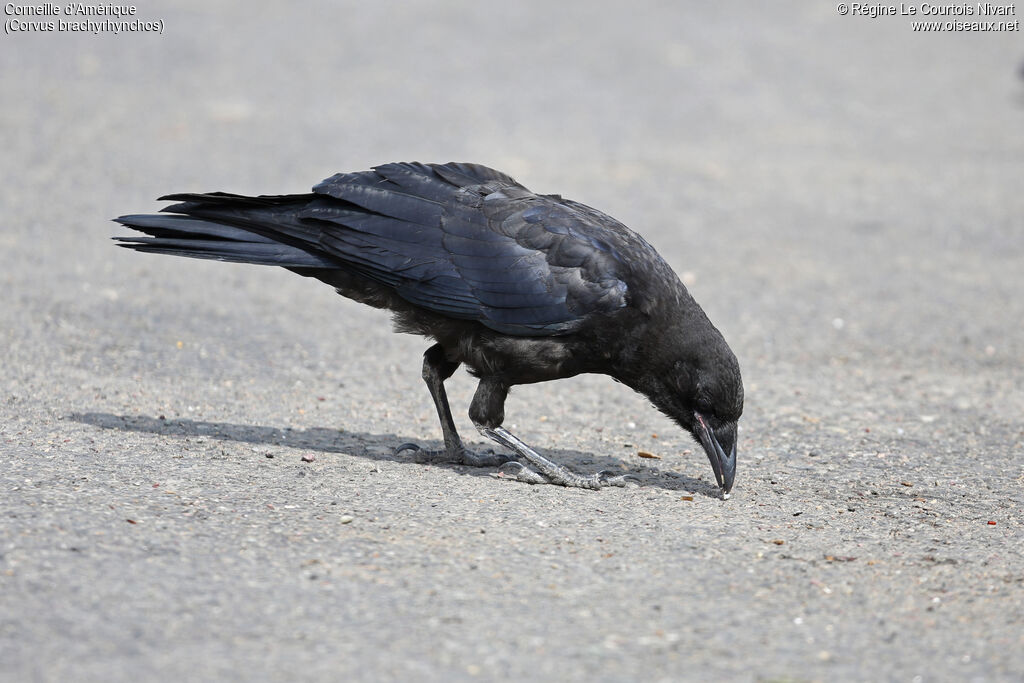 American Crow