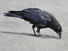 American Crow