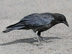 American Crow