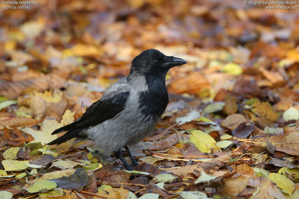 Hooded Crow