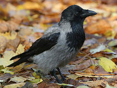 Hooded Crow