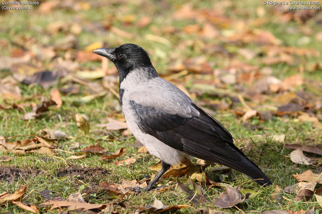 Hooded Crow