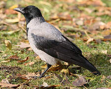 Hooded Crow