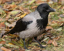 Hooded Crow