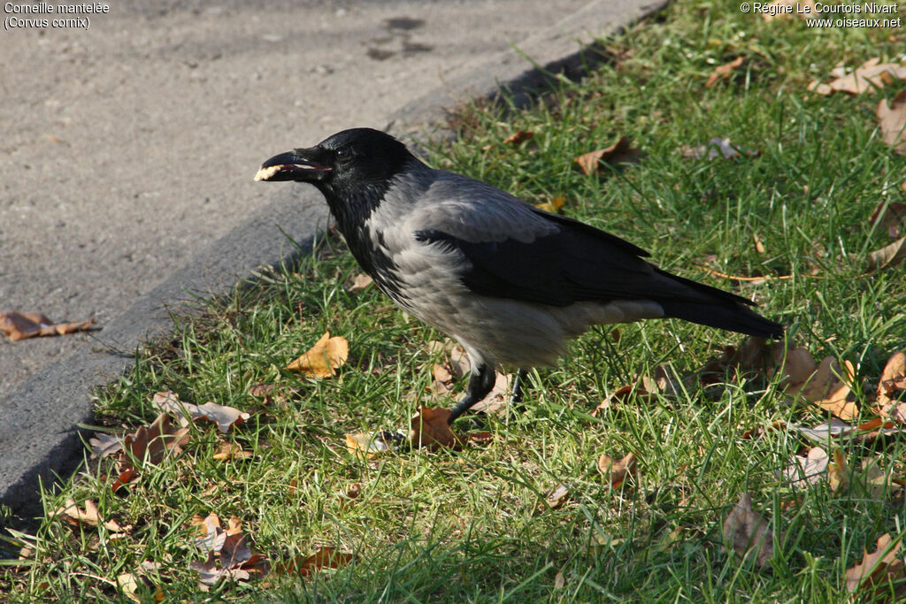 Hooded Crow