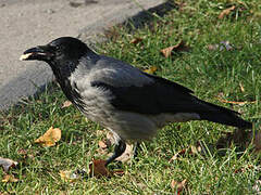 Hooded Crow