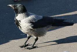 Hooded Crow