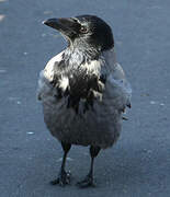 Hooded Crow