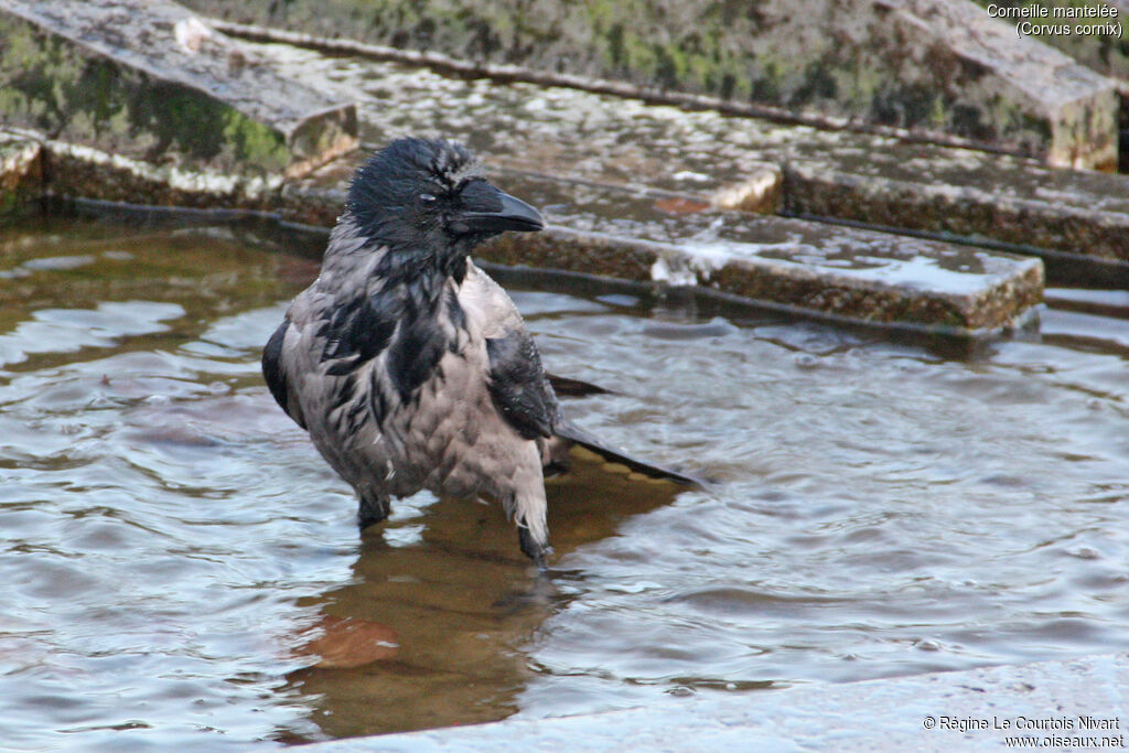 Hooded Crow