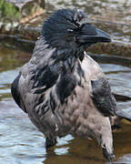 Hooded Crow