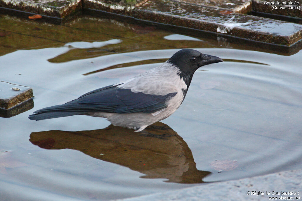 Hooded Crow