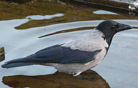 Hooded Crow