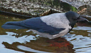 Hooded Crow