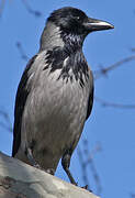 Hooded Crow