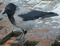 Hooded Crow