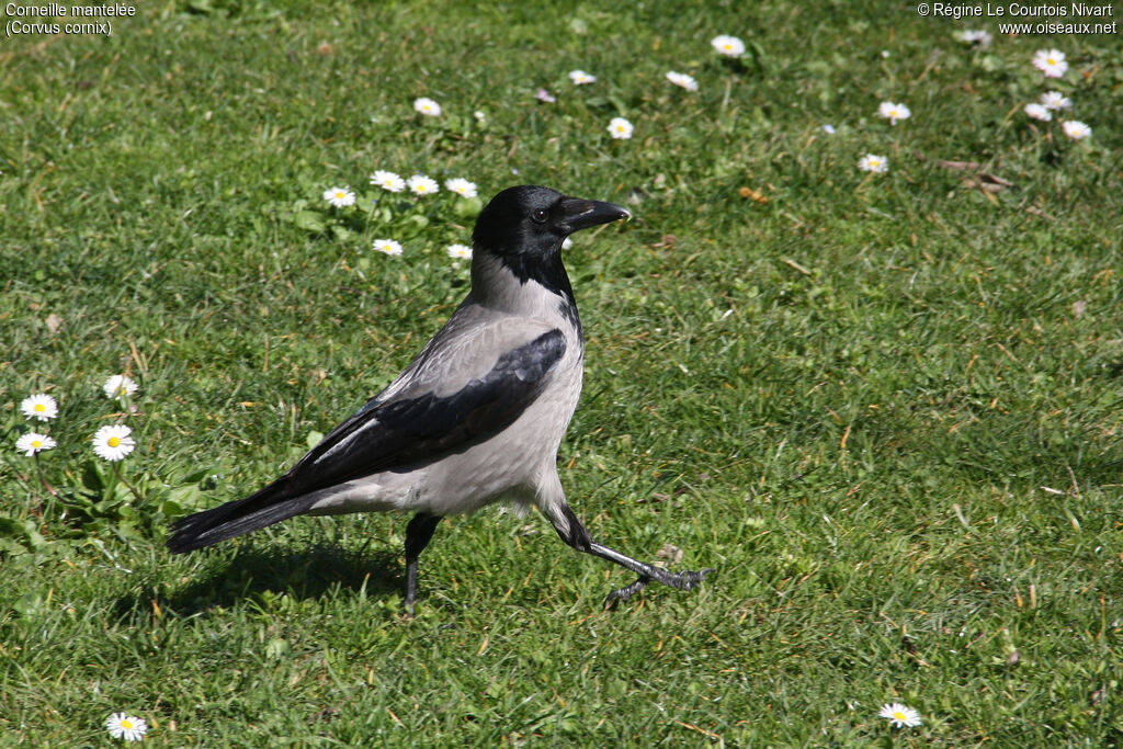 Hooded Crow