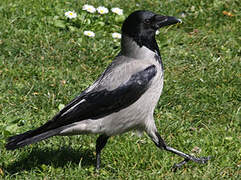 Hooded Crow