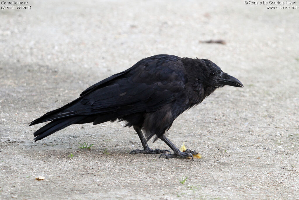 Carrion Crow