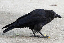 Carrion Crow