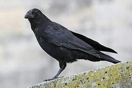 Carrion Crow