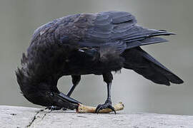 Carrion Crow