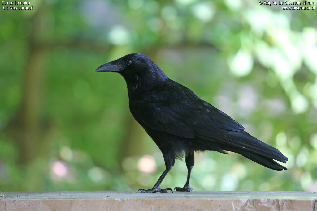 Carrion Crow