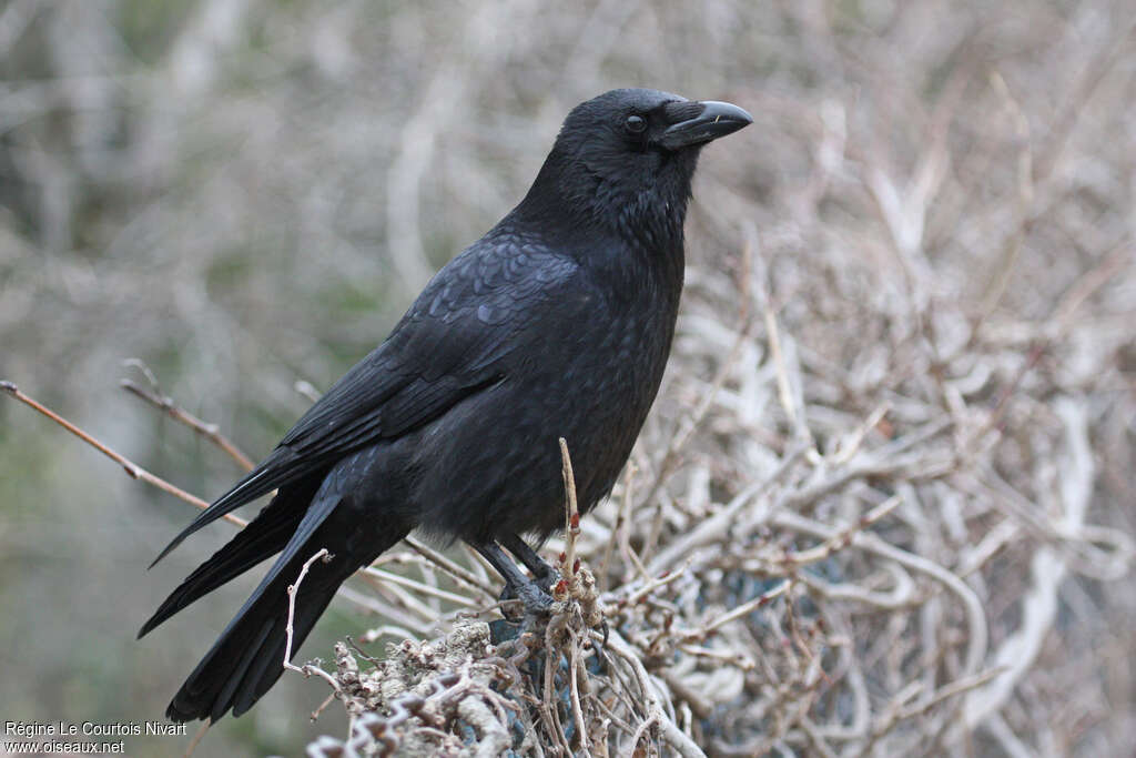 Carrion Crowadult, identification