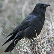 Carrion Crow