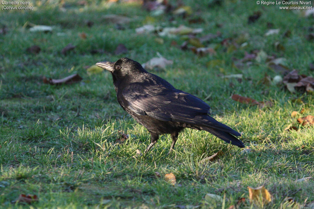 Carrion Crow