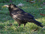 Corneille noire