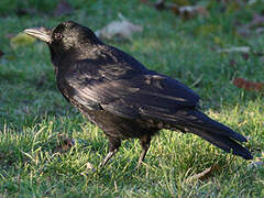 Carrion Crow