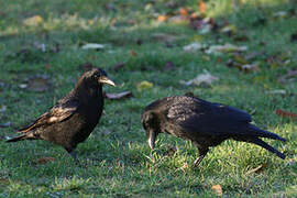 Carrion Crow