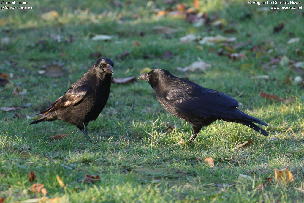 Carrion Crow