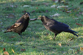 Carrion Crow