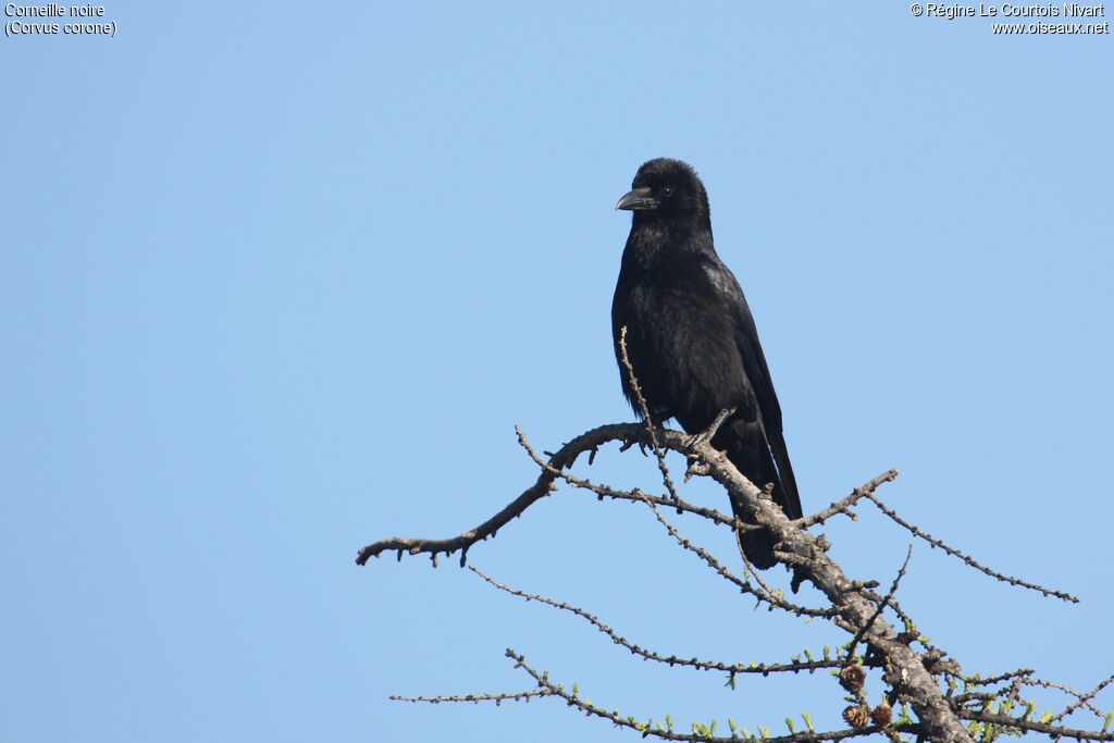 Carrion Crow