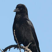 Carrion Crow