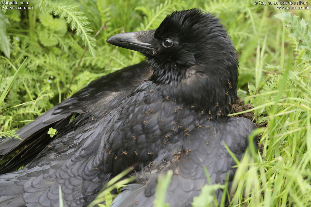 Carrion Crow, Behaviour