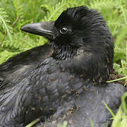 Carrion Crow