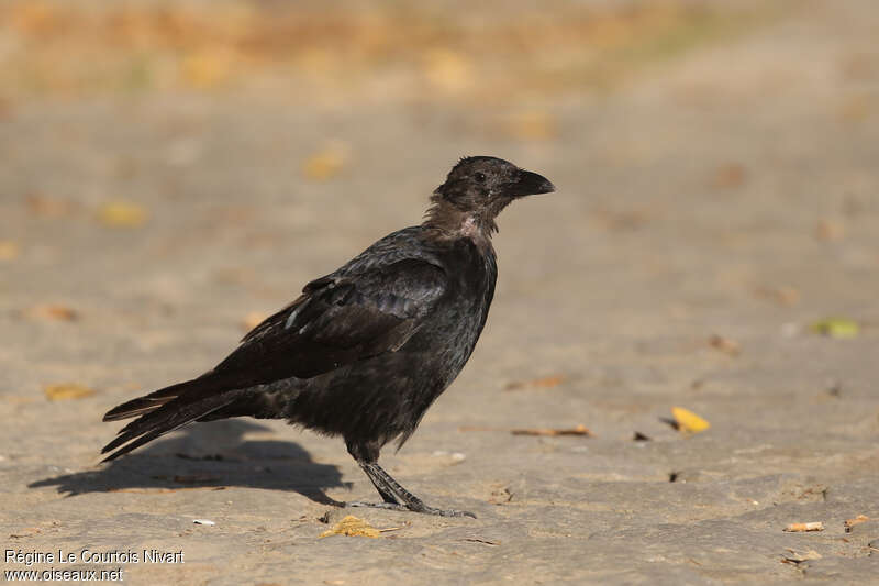 Carrion Crowadult, moulting