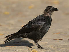 Carrion Crow