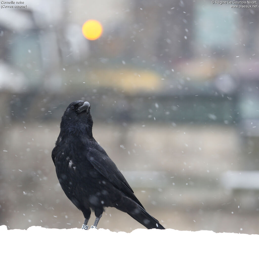 Carrion Crow