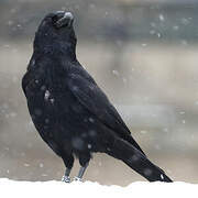 Carrion Crow