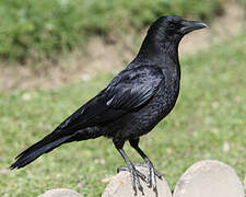 Carrion Crow